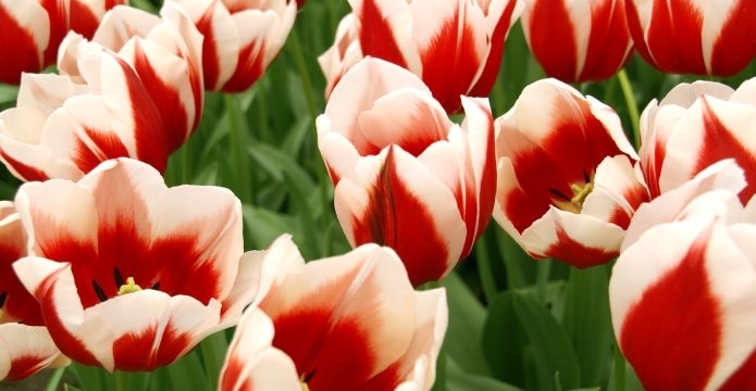 Dubnové módní šílenství právě začíná - tulip